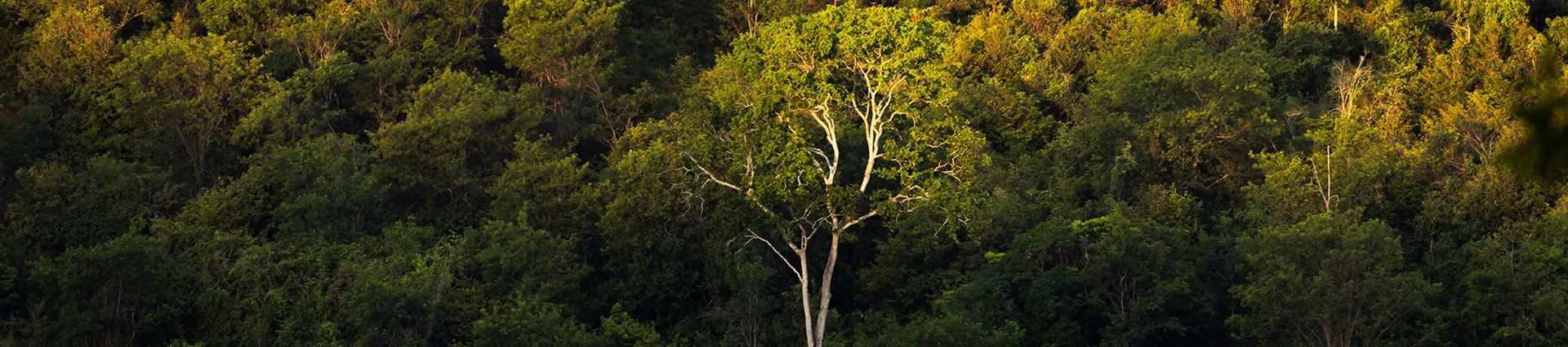 Meio Ambiente Natural
